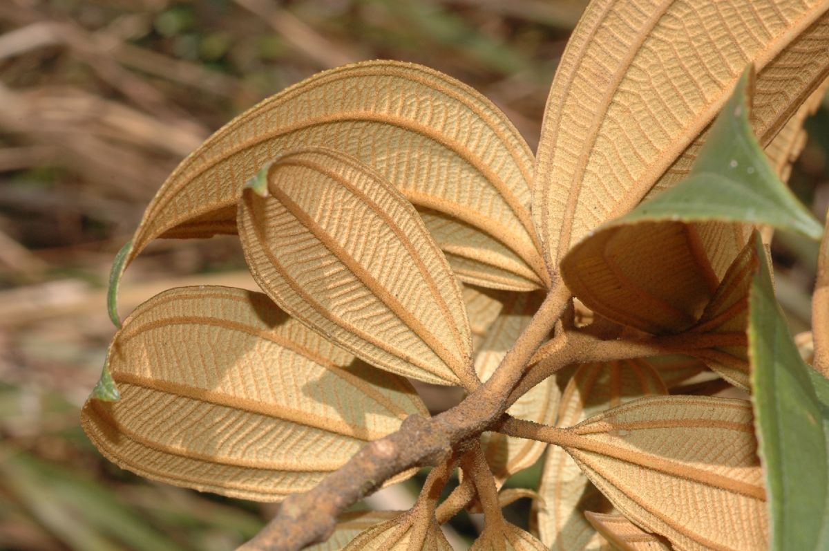 Melastomataceae Miconia jahnii