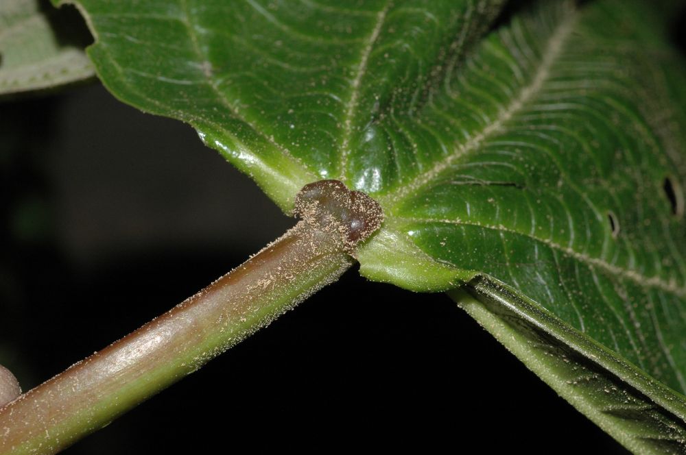 Melastomataceae Axinaea grandifolia