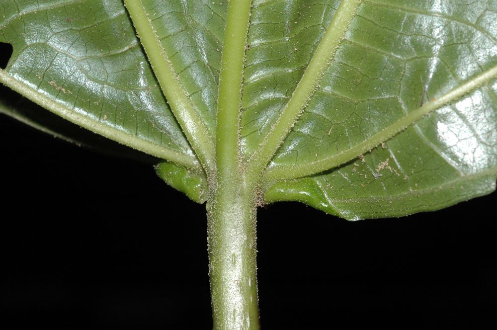 Melastomataceae Axinaea grandifolia