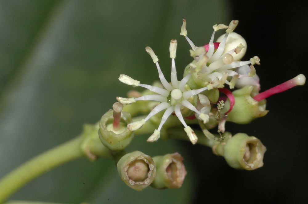 Melastomataceae Miconia elvirae