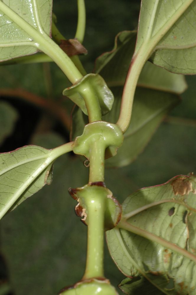 Melastomataceae Miconia elvirae