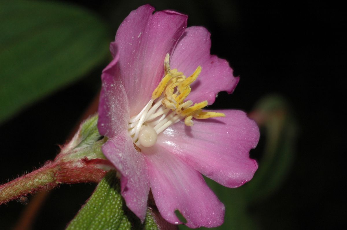 Melastomataceae Anaectocalyx bracteosa