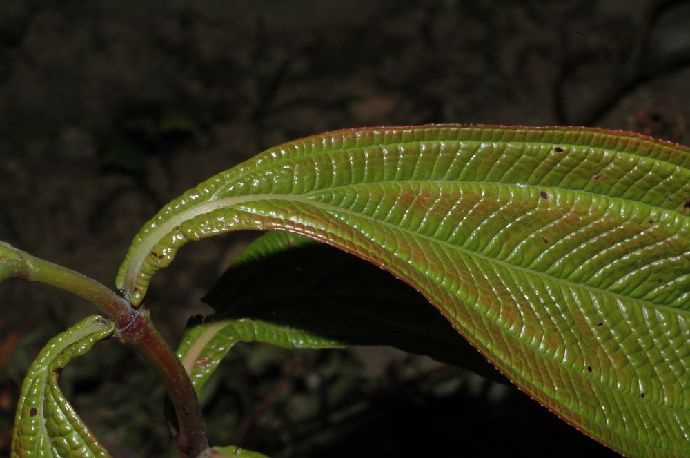 Melastomataceae Miconia spinulosa