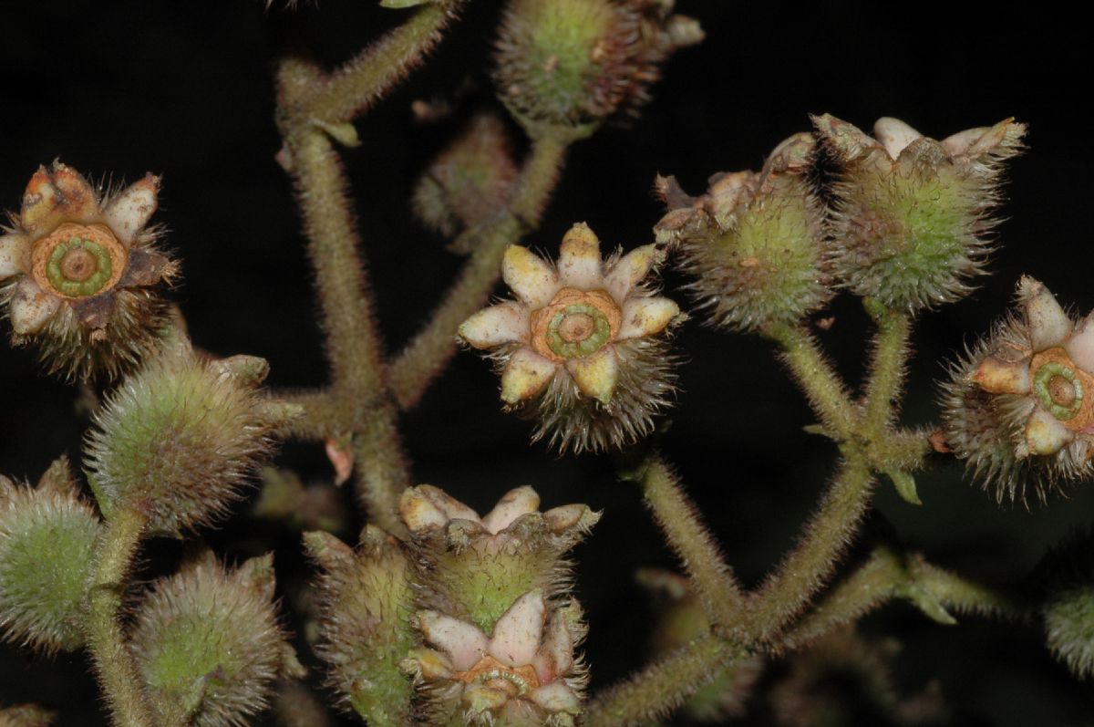 Melastomataceae Miconia suaveolens