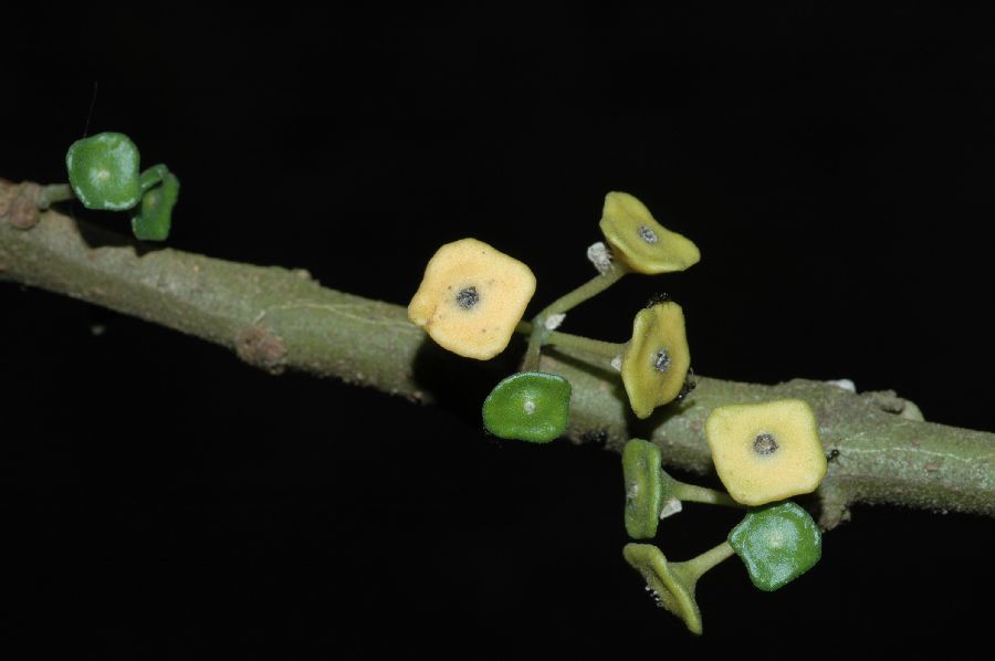 Monimiaceae Siparuna 