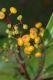 image of Miconia longifolia