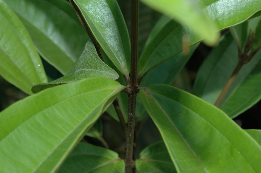 Melastomataceae Miconia longifolia