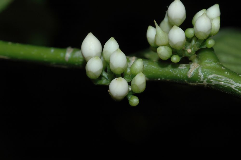 Violaceae Gloeospermum boreale
