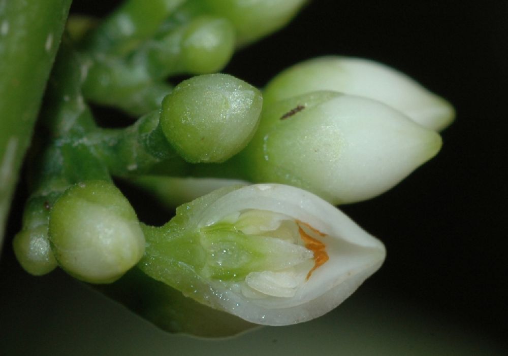 Violaceae Gloeospermum boreale