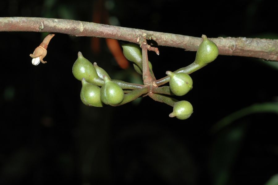 Annonaceae Anaxagorea crassipetala