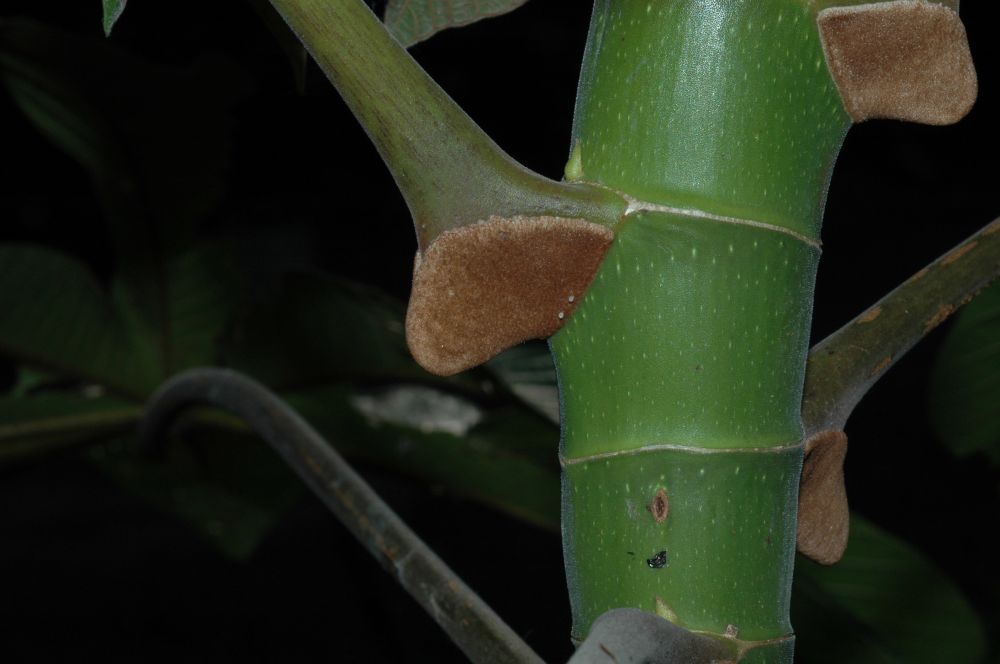 Urticaceae Cecropia 