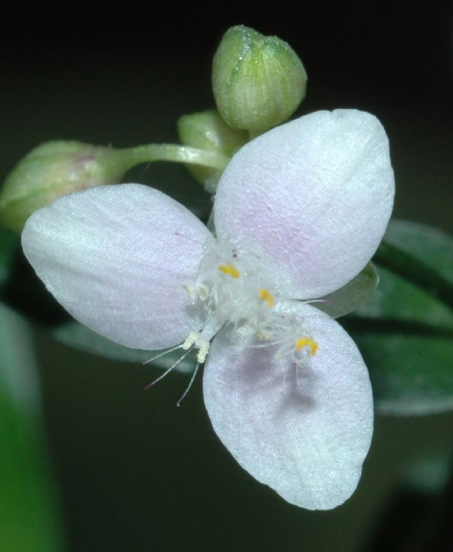 Commelinaceae Tripogandra serrulata