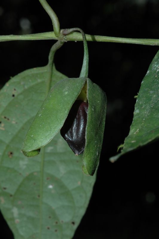 Acanthaceae Mendoncia retusa