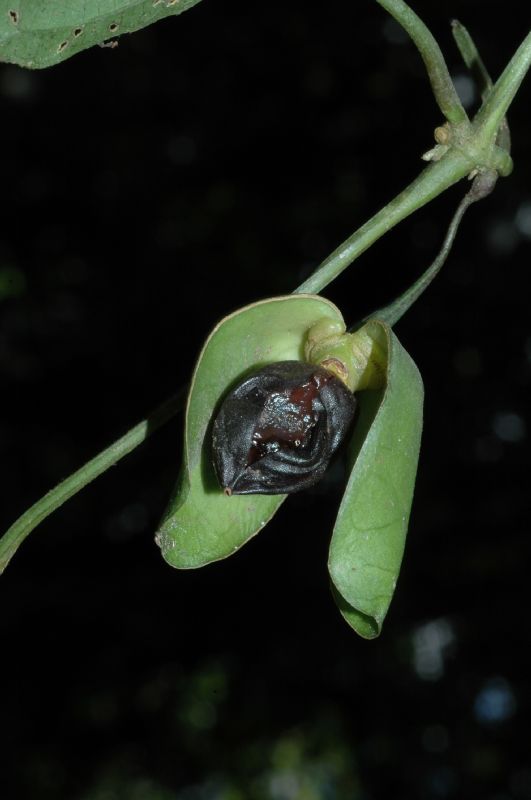 Acanthaceae Mendoncia retusa
