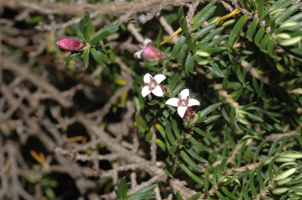 Rubiaceae Arcytophyllum nitidum