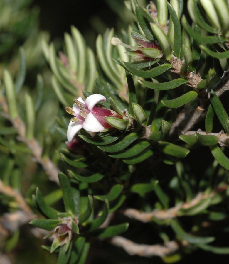 Rubiaceae Arcytophyllum nitidum