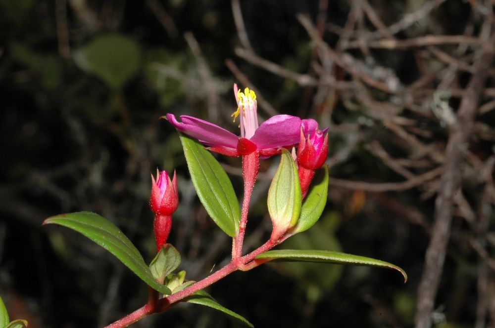 Melastomataceae Monochaetum meridense