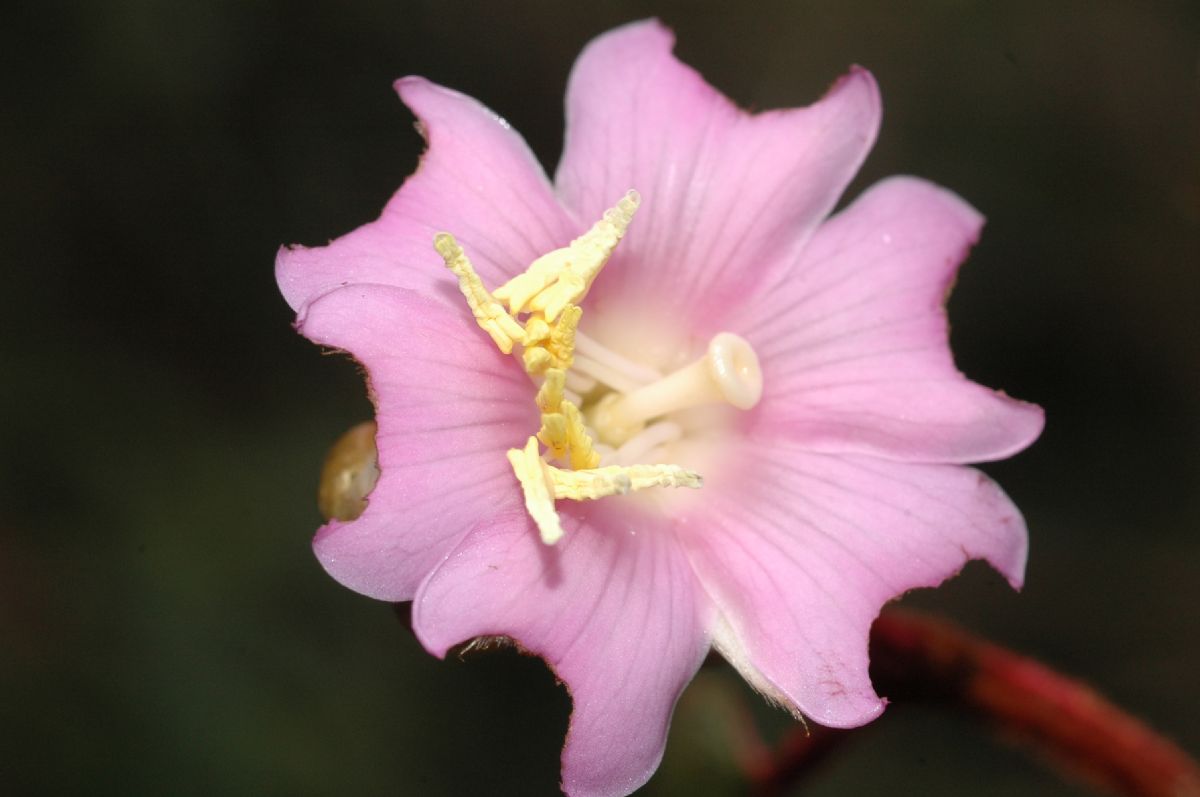 Melastomataceae Anaectocalyx bracteosa