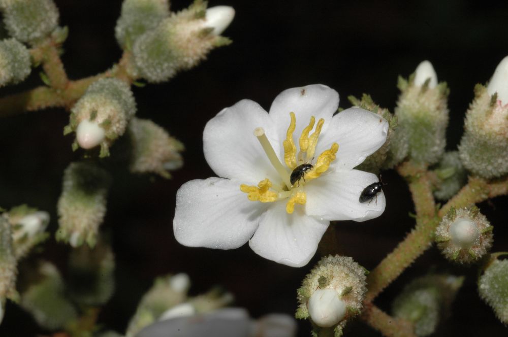 Melastomataceae Miconia meridensis