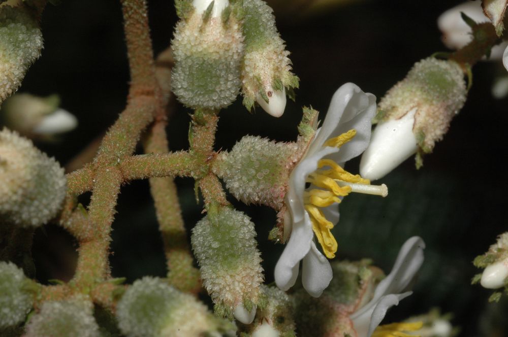 Melastomataceae Miconia meridensis