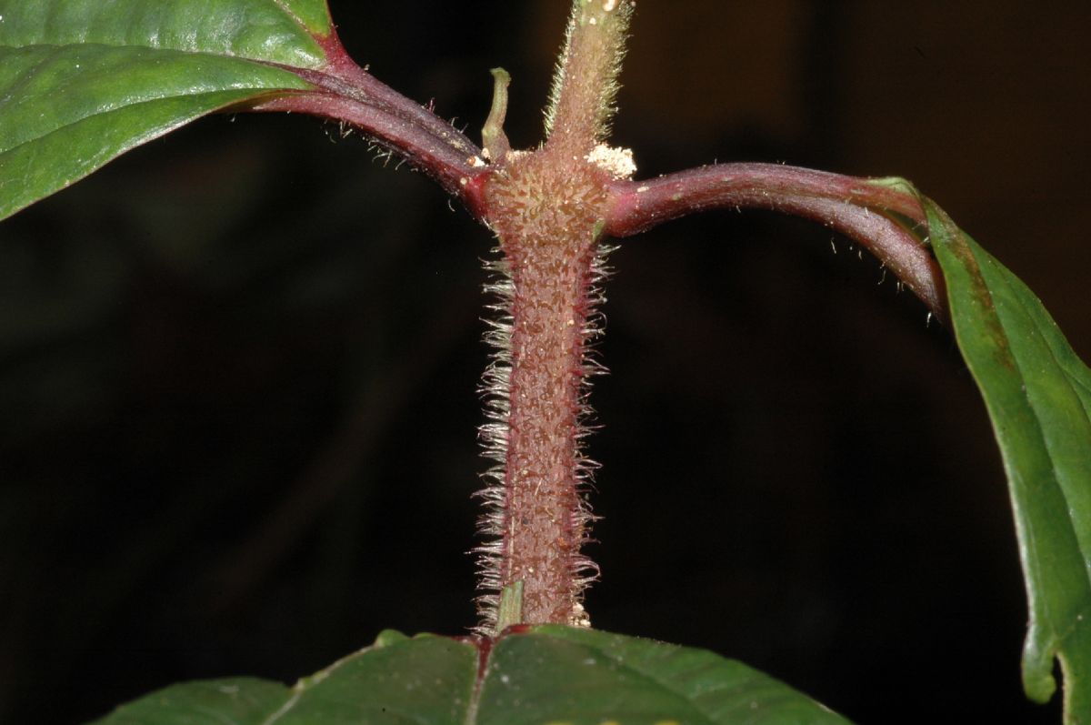 Melastomataceae Miconia mesmeana