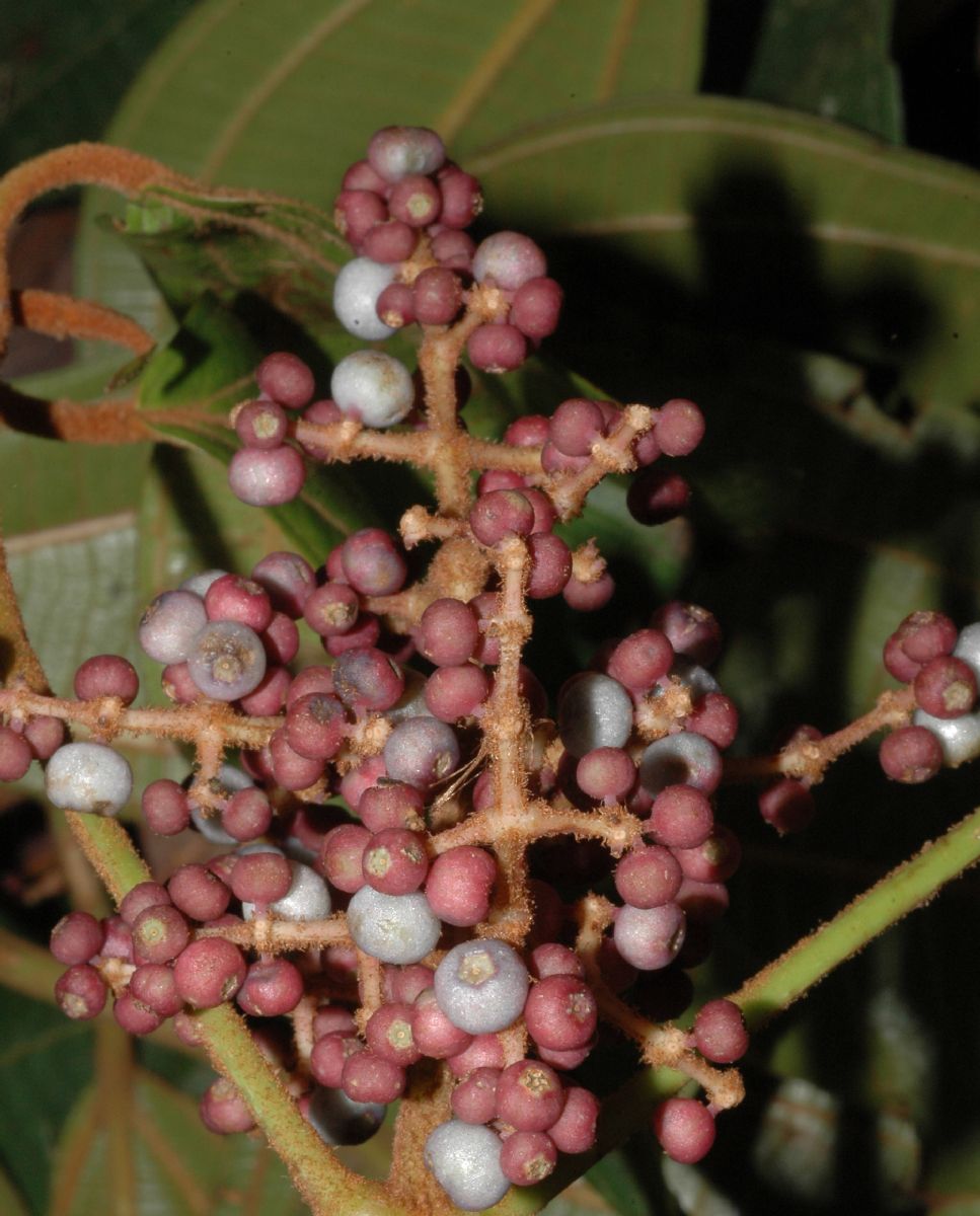 Melastomataceae Miconia tabayana
