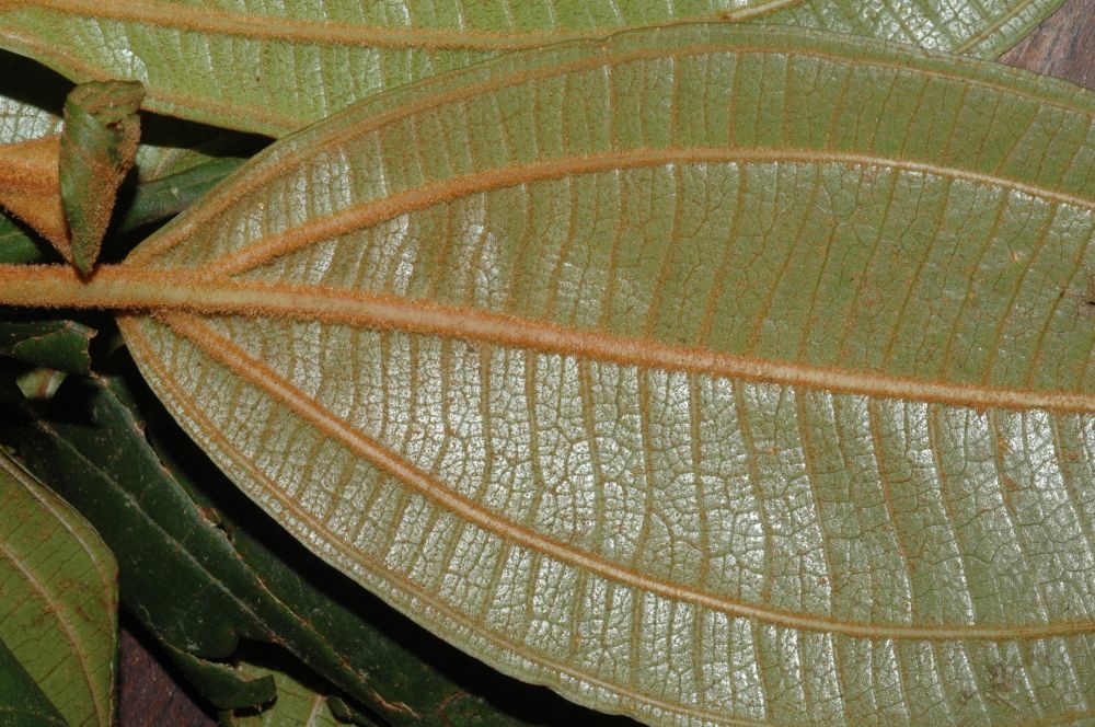 Melastomataceae Miconia tabayana