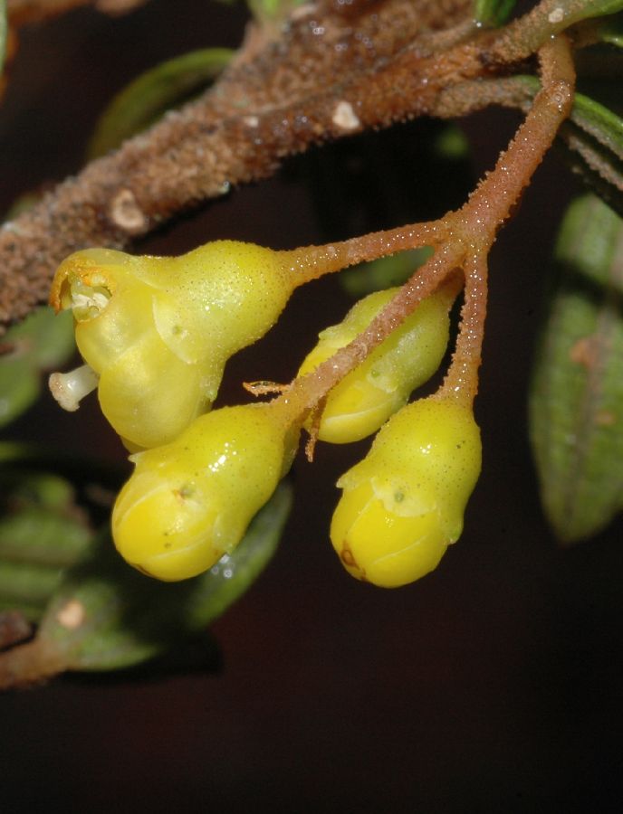 Melastomataceae Miconia cernua