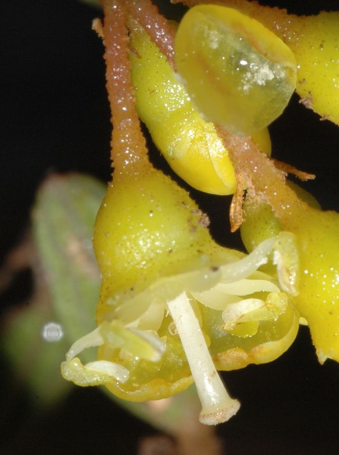 Melastomataceae Miconia cernua