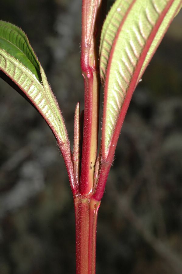 Melastomataceae Miconia latifolia