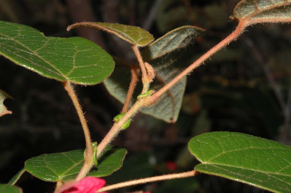 Elaeocarpaceae Vallea stipularis