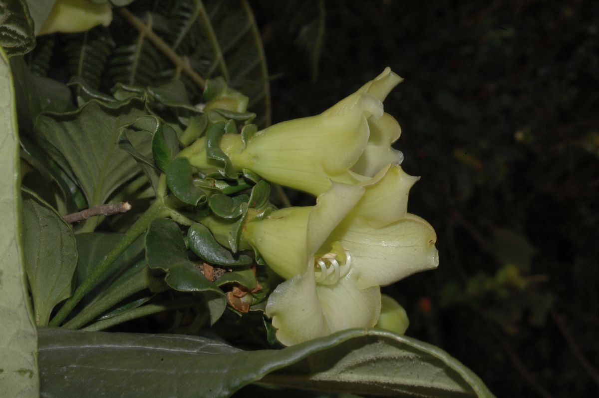 Gentianaceae Macrocarpaea bracteata