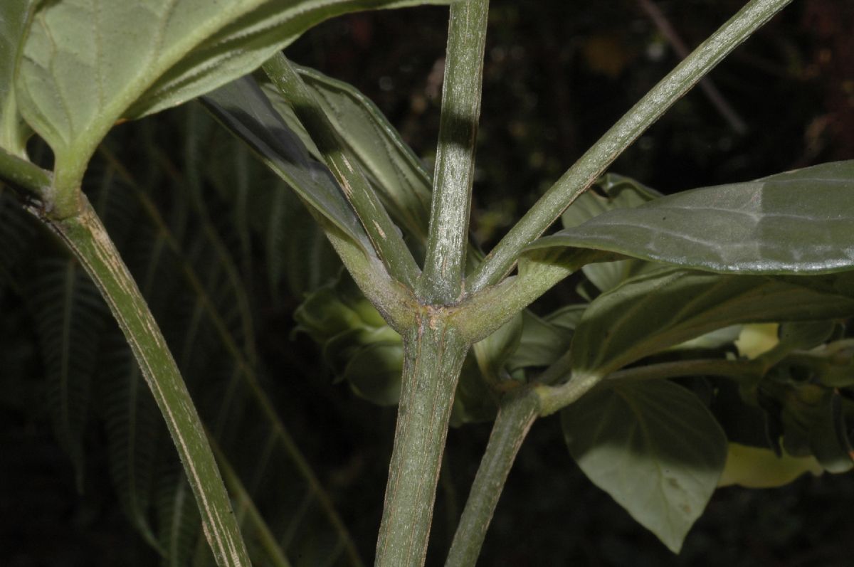 Gentianaceae Macrocarpaea bracteata