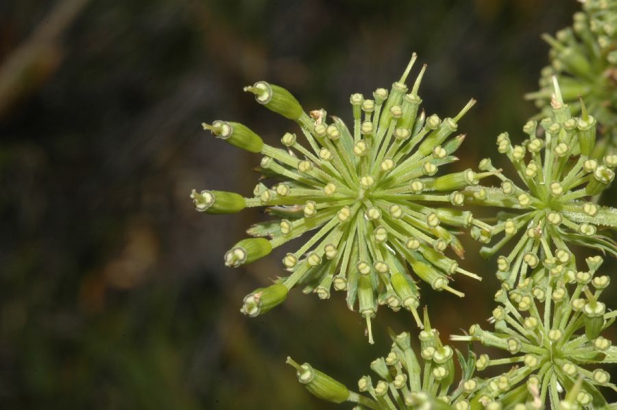 Apiaceae Myrrhidendron donnell-smithii