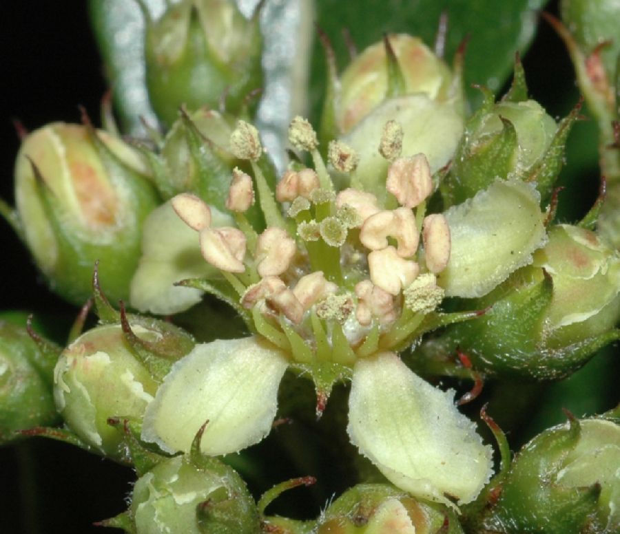 Rosaceae Hesperomeles heterophylla