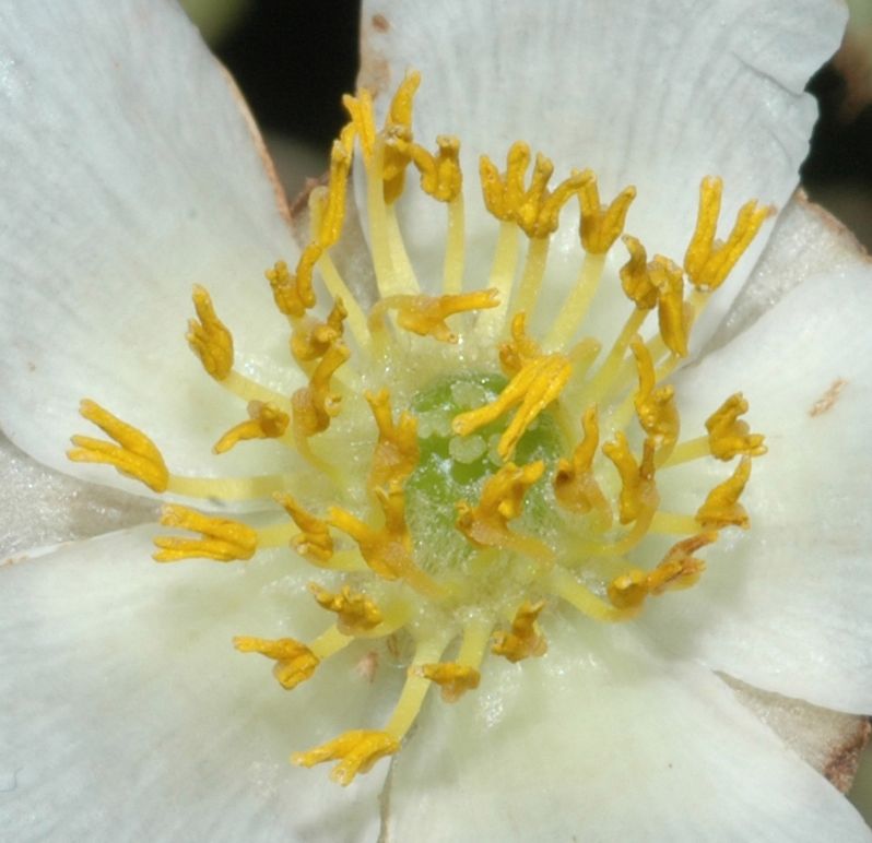 Actinidiaceae Saurauia montana