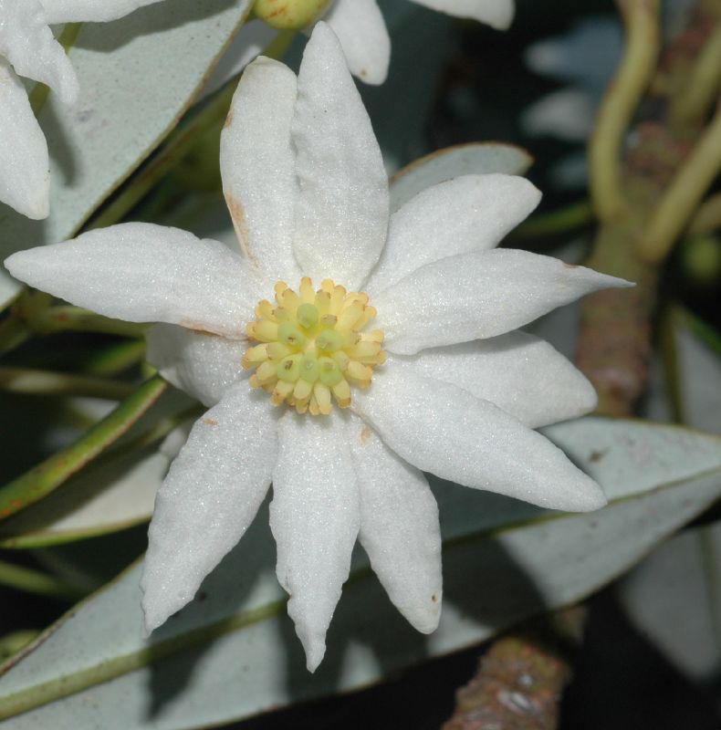 Winteraceae Drimys granadensis
