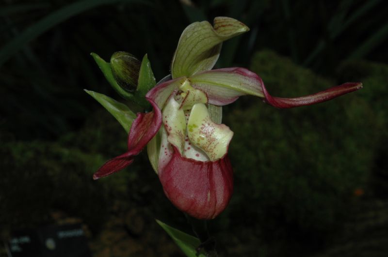 Orchidaceae Phragmipedium longifolium
