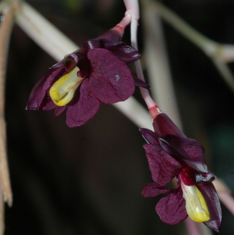 Marantaceae Marantochloa purpurea