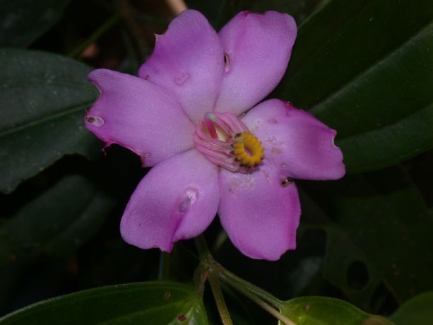Melastomataceae Blakea gracilis