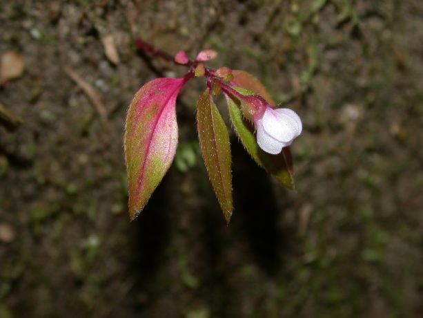 Melastomataceae Centradenia inaequilateralis