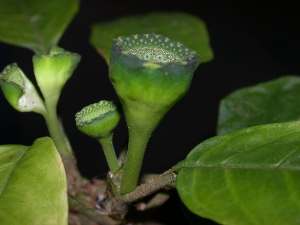 Moraceae Dorstenia choconiana