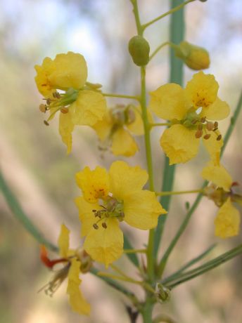 Fabaceae Parkinsonia aculeata