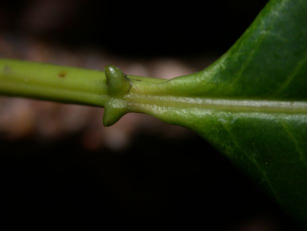 Euphorbiaceae Sapium 