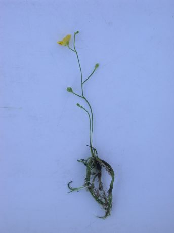 Lentibulariaceae Utricularia gibba