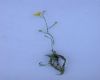 image of Utricularia gibba