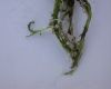 image of Utricularia gibba
