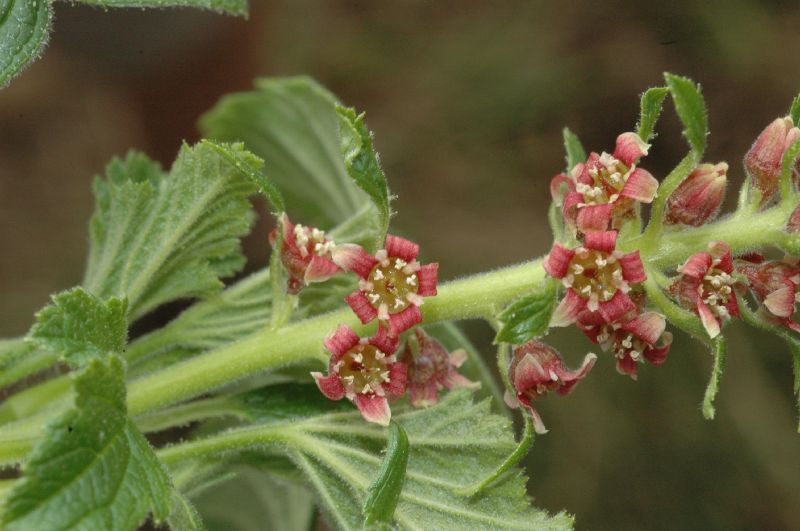 Grossulariaceae Ribes costaricensis