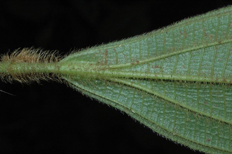 Melastomataceae Conostegia setosa