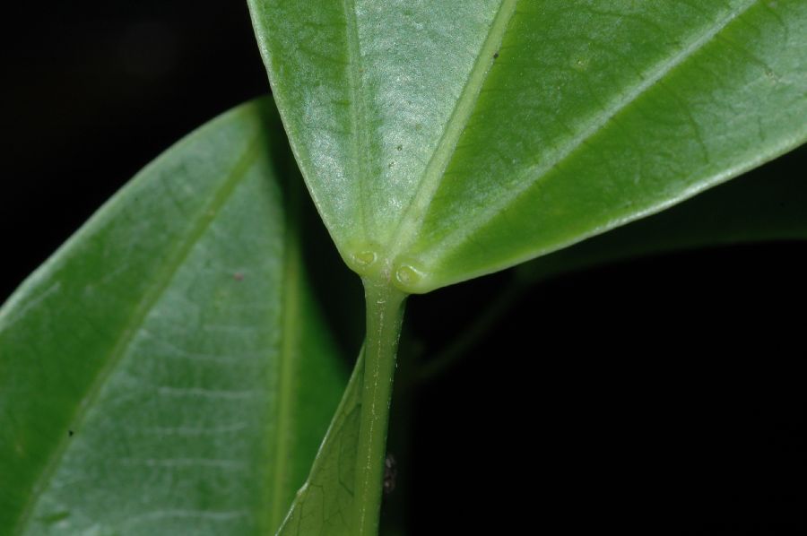 Salicaceae Hasseltia floribunda